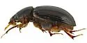 Pseudagolius warneri - photo 2