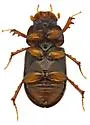Pseudagolius warneri - photo 3