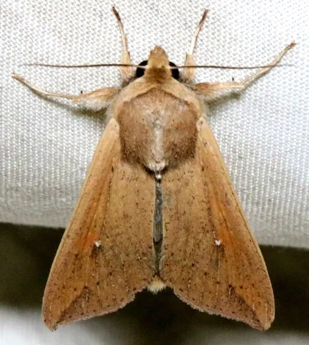 Armyworm Moth