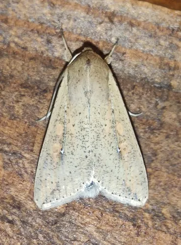 Armyworm Moth - photo 5