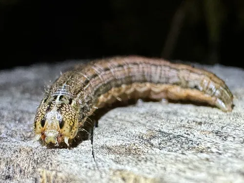 Armyworm Moth - photo 2