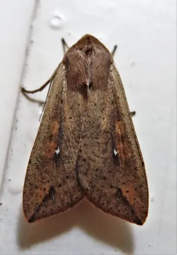 Armyworm Moth - photo 3