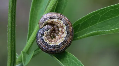 Armyworm Moth - photo 4