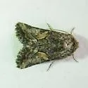 Pseudanarta caeca - Hodges#9604