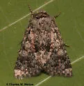 Pseudanarta pulverulenta - Hodges#9608