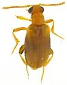 Pseudanidorus bifidus