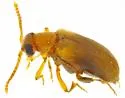 Pseudanidorus bifidus - photo 2