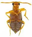 Pseudanidorus bifidus - photo 3