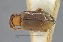 Pseudanidorus bussi