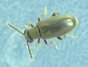 Pseudanidorus calvescens