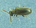 Pseudanidorus calvescens - photo 2