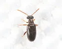 Pseudanidorus calvescens - photo 3