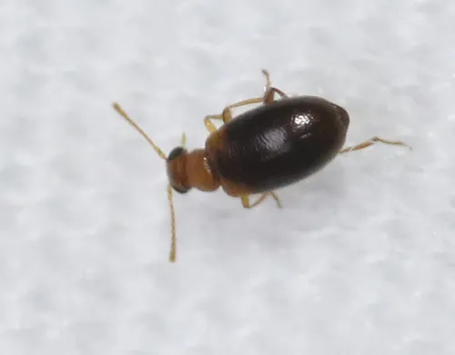 Pseudanidorus championi