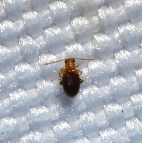 Pseudanidorus championi - photo 2