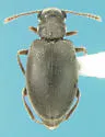Pseudanidorus corticarioides