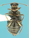 Pseudanidorus corticarioides - photo 2