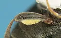 Pseudanidorus corticarioides - photo 4