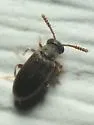 Pseudanidorus huronicus