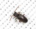 Pseudanidorus huronicus - photo 2