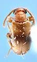 Pseudanidorus lescheni