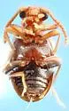 Pseudanidorus lescheni - photo 2
