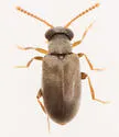 Pseudanidorus musculus - Pseudanidorus musculus