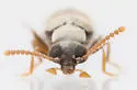 Pseudanidorus musculus - photo 4
