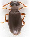 Pseudanidorus oklahomensis