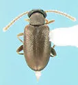 Pseudanidorus piceus