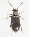 Pseudanidorus piceus - photo 2