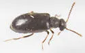 Pseudanidorus piceus - photo 3