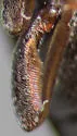Pseudanidorus piceus - photo 4