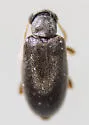 Pseudanidorus piceus - photo 5