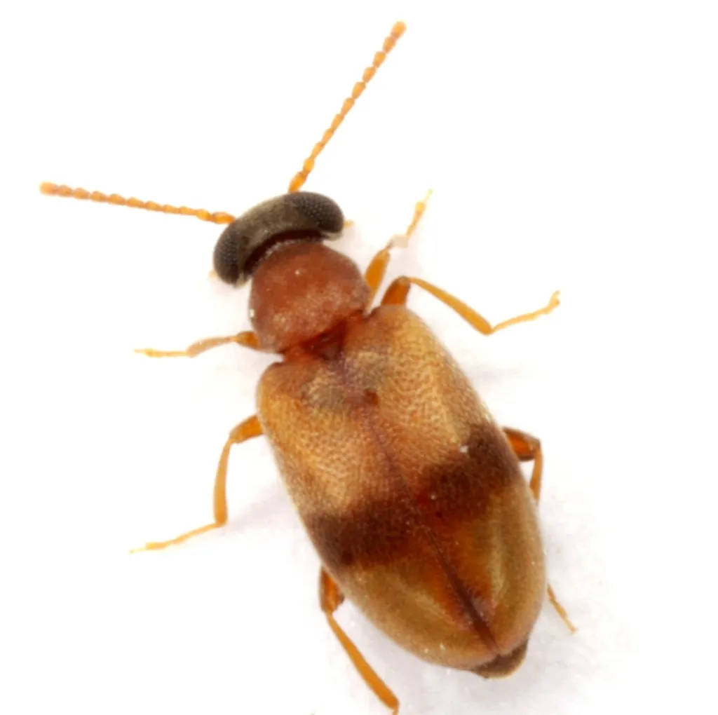 Pseudanidorus unifasciatus