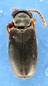 Pseudanidorus valgus - Pseudanidorus valgus