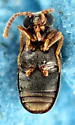 Pseudanidorus valgus - photo 2