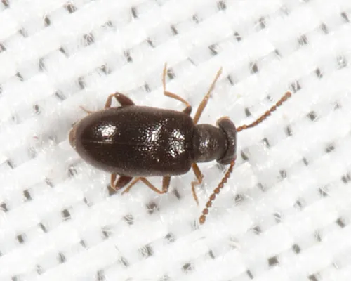 Pseudanidorus vigilans - Pseudanidorus vigilans