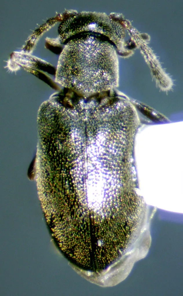 Pseudanidorus wickhami - photo 2