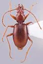 Pseudanophthalmus cerberus