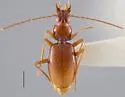 Pseudanophthalmus cerberus - photo 2