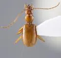 Pseudanophthalmus grandis