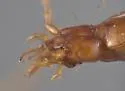Pseudanophthalmus grandis - photo 2