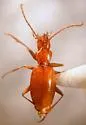 Pseudanophthalmus holsingeri