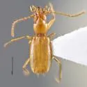 Pseudanophthalmus nelsoni