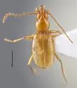Pseudanophthalmus pusio