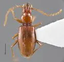 Pseudanophthalmus robustus