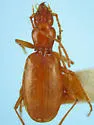 Pseudanophthalmus tenuis