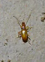 Pseudanophthalmus tenuis - photo 2