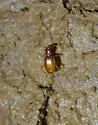 Pseudanophthalmus tenuis - photo 3