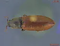 Pseudanostirus hoppingi